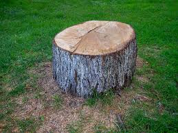 Reliable Baywood, NY Tree Care Solutions