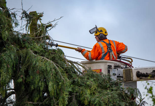 Best Commercial Tree Services  in Baywood, NY