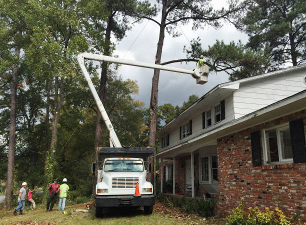 How Our Tree Care Process Works  in  Baywood, NY