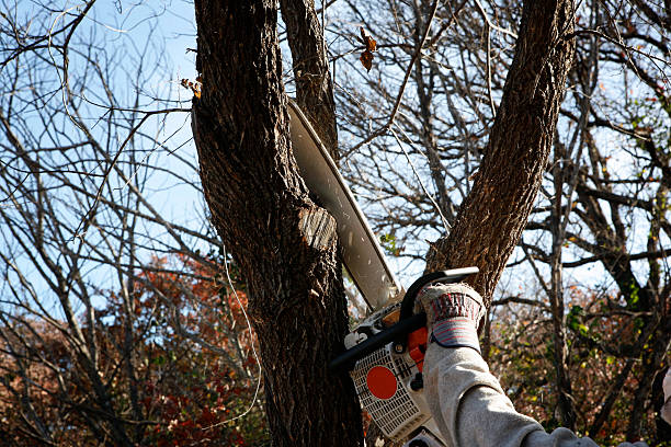 Best Storm Damage Tree Cleanup  in Baywood, NY