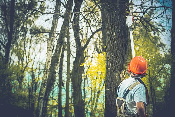 Best Leaf Removal  in Baywood, NY